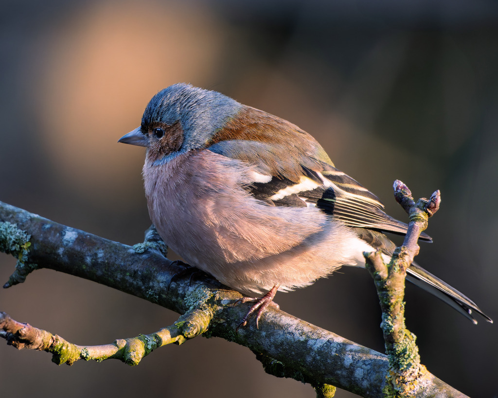 Männlicher Buchfink plustert sich auf | Dieses gestochen scharfe Naturfoto zeigt einen männlichen Buchfink (Fringilla coelebs) in voller Pracht. Mit seinem rosaroten Brustgefieder, der blaugrauen Kopfzeichnung und den kontrastreichen weißen Flügelstreifen sitzt der Singvogel auf einem mit Flechten bewachsenen Zweig vor einem weichen, natürlichen Hintergrund. Die Aufnahme betont die feinen Details des Gefieders und spiegelt die ruhige Atmosphäre eines typischen Frühlingsmorgens wider. Ideal für ornithologische Inhalte, Naturfotografie, Umweltbildung und Blogbeiträge über heimische Vogelarten.