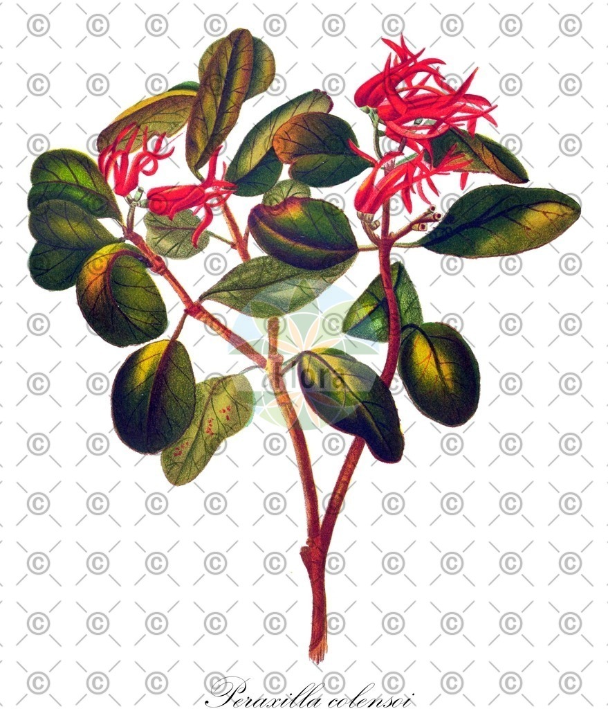 HistAbb_wfo-0000130735_1_ENZY_Simple | Historische Abbildung von Peraxilla colensoi - Loranthaceae | Historical Illustration of Peraxilla colensoi - Loranthaceae