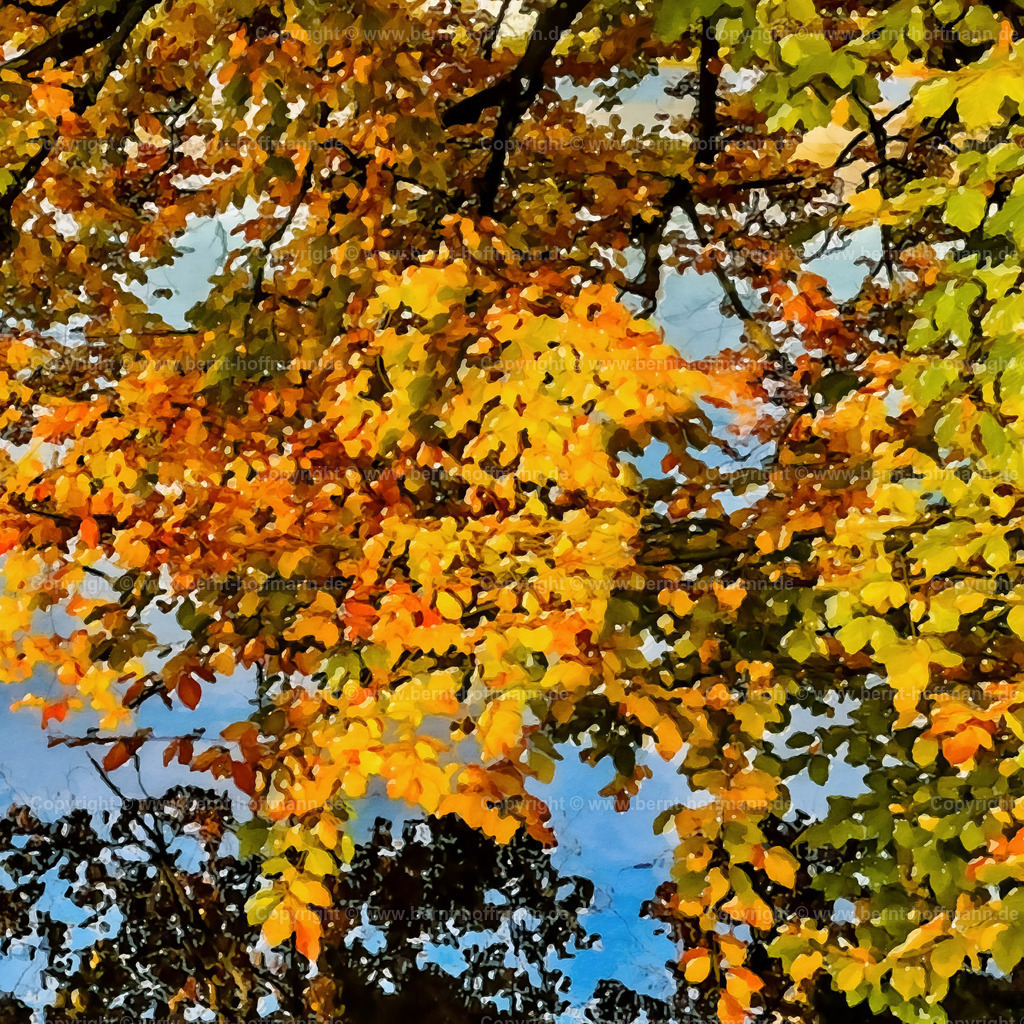 PDM2_1041b_Herbstfarben_100x100 | DIGITALKUNST. Herbstimpression am See. __ Buchenzweige mit Laubverfärbung über dem stillen Wasser an einem See. Formatvariation - Quadrat. - Realisiert mit Pictrs.com