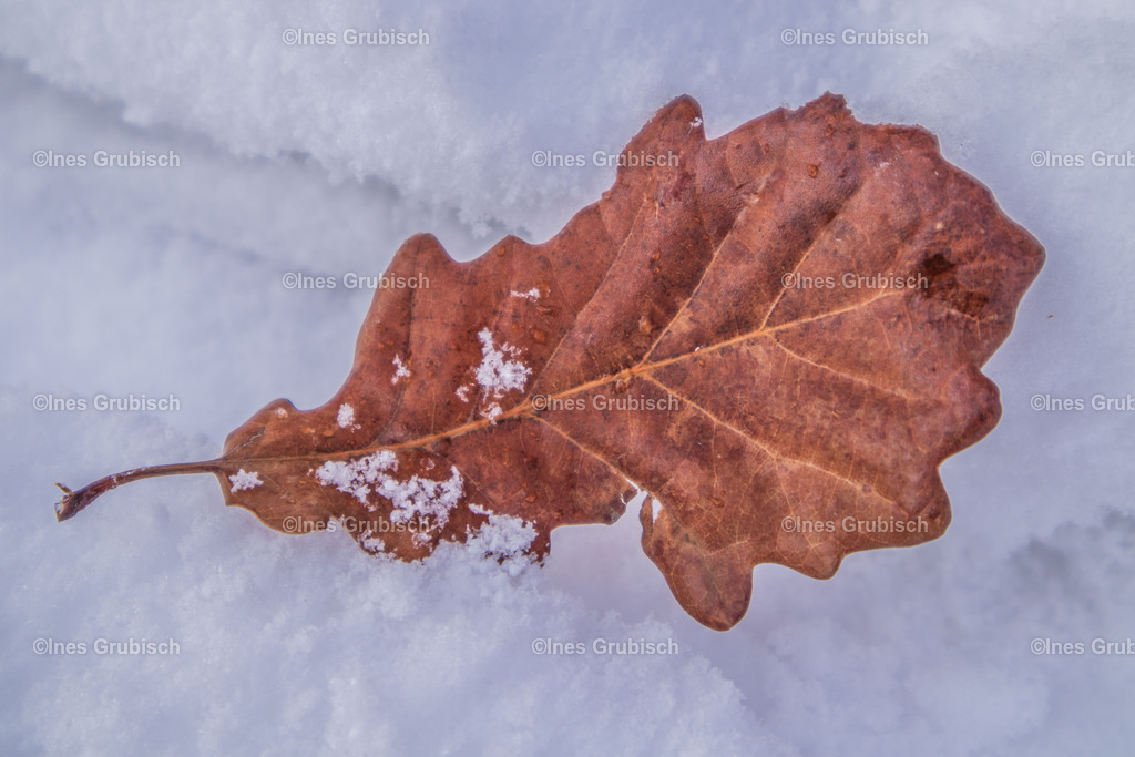 Eichenblatt im Schnee | Lila Lubbenbomm - Artwork by Ines Grubisch - Realisiert mit Pictrs.com