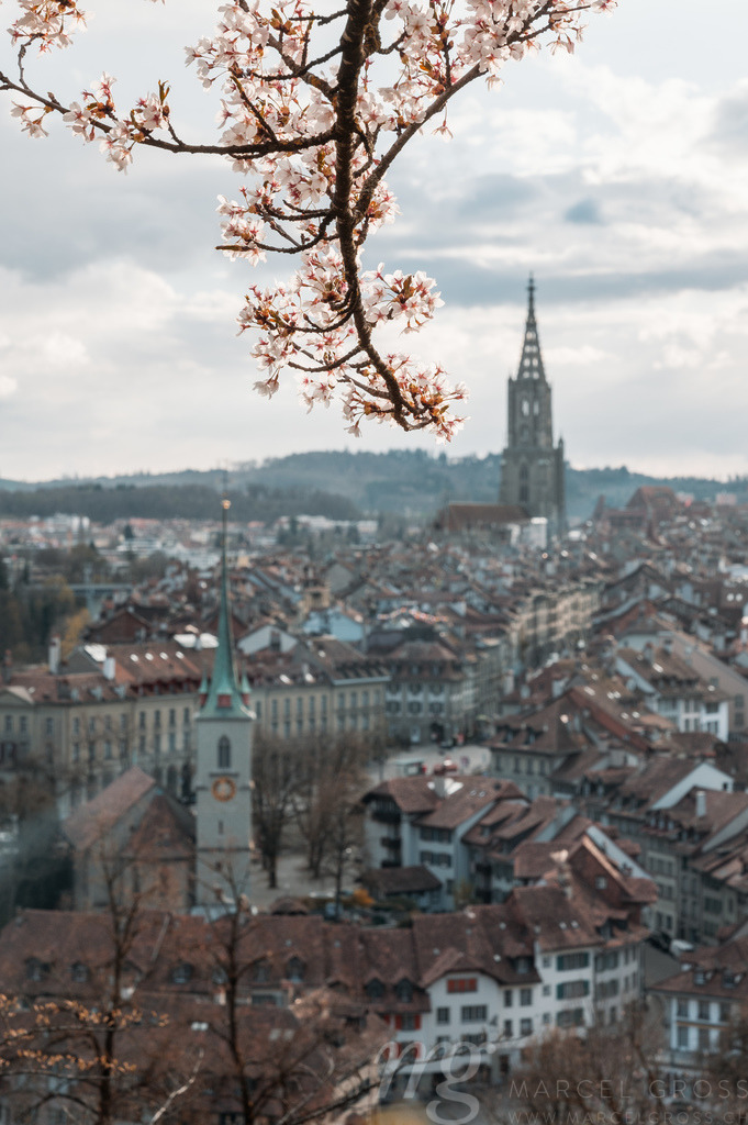 cherry blossom branch in front of the oldtown of Bern | Die ideale Geschenkidee für Naturliebhaber. Naturbilder von Marcel Gross Photography für ihr Zuhause in den verschiedensten Formaten und Materialien. - Realisiert mit Pictrs.com
