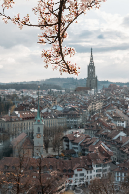 cherry blossom branch in front of the oldtown of Bern | Die ideale Geschenkidee für Naturliebhaber. Naturbilder von Marcel Gross Photography für ihr Zuhause in den verschiedensten Formaten und Materialien. - Realisiert mit Pictrs.com