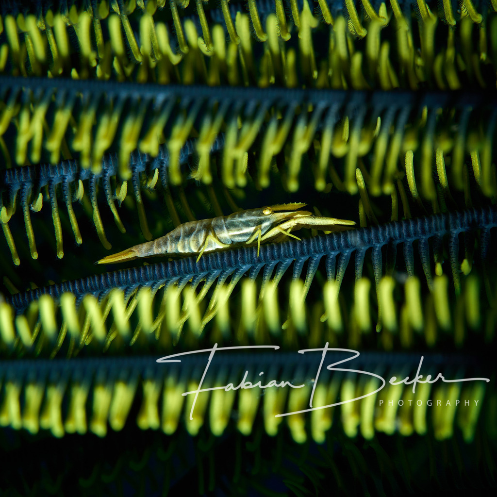 Mittendrin | Einzigartige Wandbilder von faszinierenden Unterwasserwelten. Exklusive Kunst für Empfangsbereiche, Wohnraum oder Wartezimmer. - Realisiert mit Pictrs.com