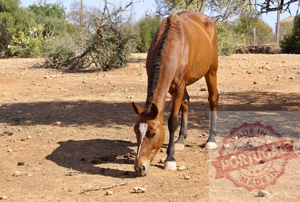 Brown horse grazing on dry arid ground | Brown horse grazing on dry sparse vegetation in a rural environment - Realisiert mit Pictrs.com