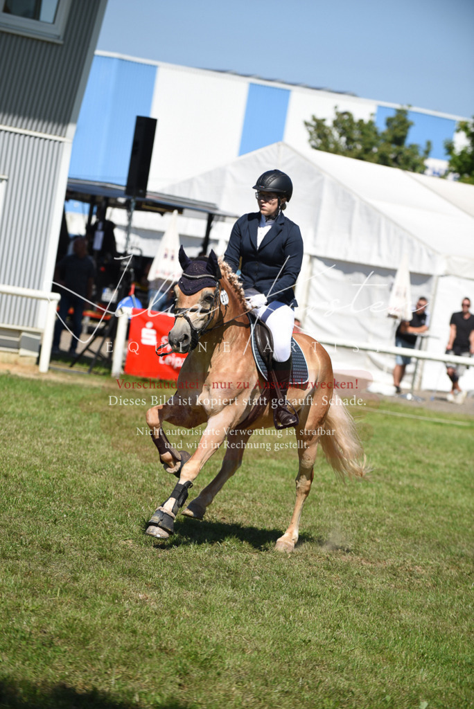 DSC_9504 | Pferde- und Turnierfotografie in Westsachsen. Pferdeportraits, Auftragszeichnungen und intuitive Kunst.