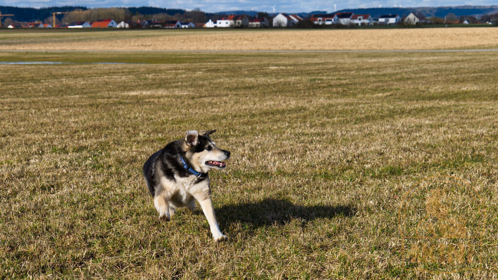 P1340302-1 | Foto, Natur, Tiere, Urlaub, Georgien,  - Realisiert mit Pictrs.com