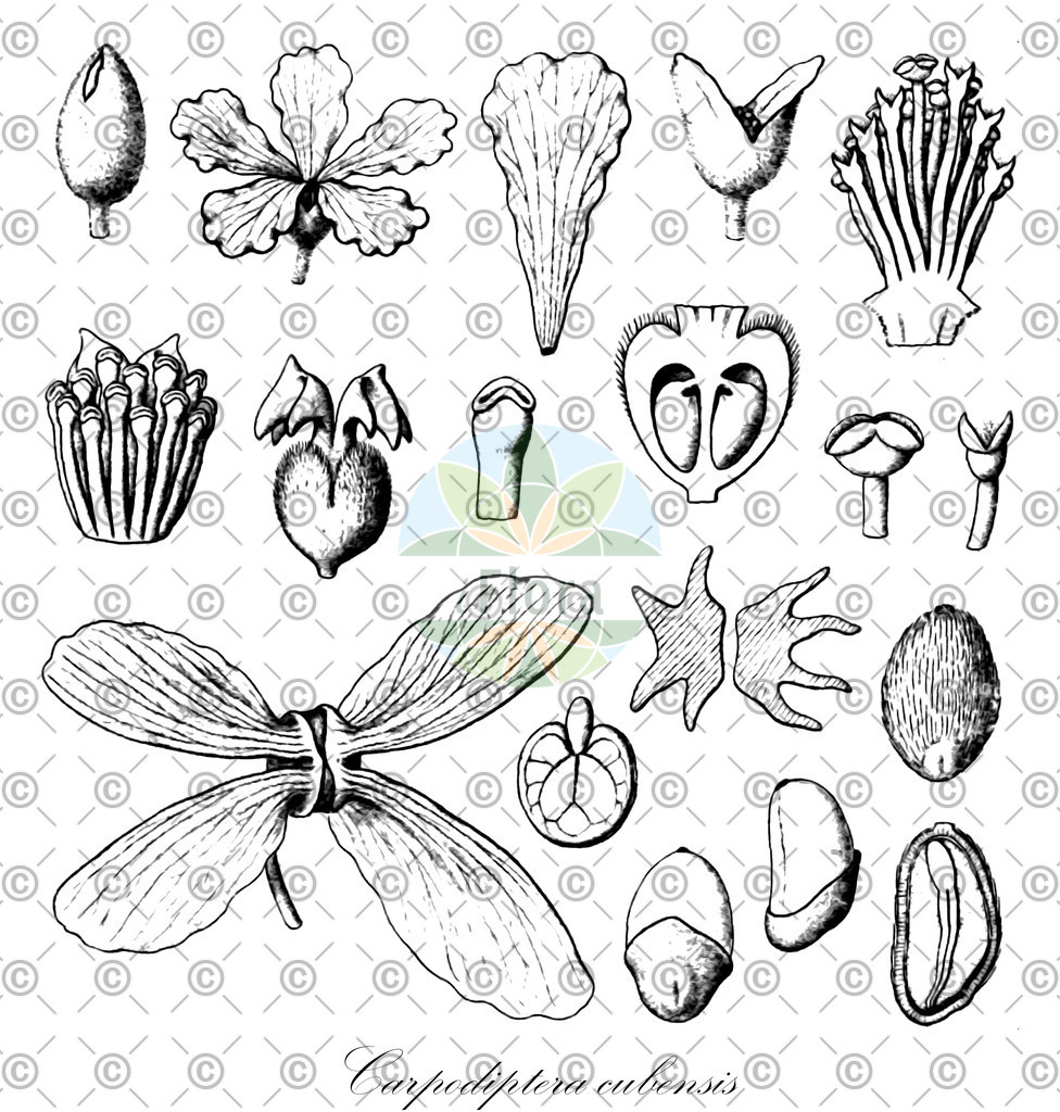 HistAbb_7NRYS_1_ENZY_Simple | Historische Abbildung von Carpodiptera cubensis - Malvaceae | Historical Illustration of Carpodiptera cubensis - Malvaceae