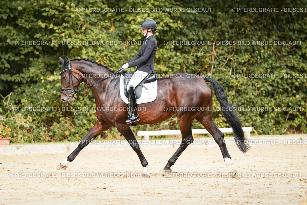 DSC01983 | Pferdegrafie