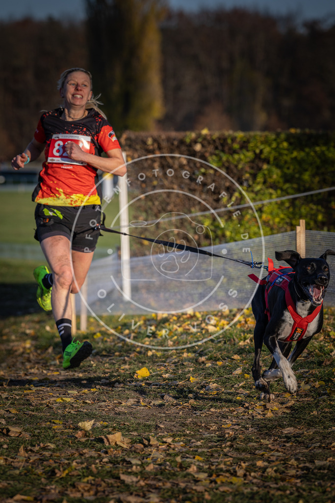 CaniXpix_DV3A3374 | Hundefotografie, Tierfotograf, Pfotenfotografie, Fotoshooting Hund, Hunde Portrait, Hundesport, Hundeportraits, Heideshooting, Hunde, Sportfotograf, Hundefotograf, Turnierhundsport, THS,  - Realisiert mit Pictrs.com