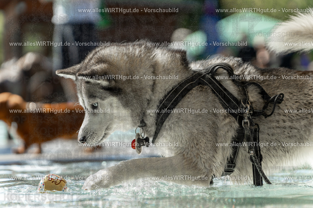 Hundeschwimmen_Volksbad_2026-allesWIRTHgut_Tierfotografie-2609061354-7R500953 | Professionelle Tierfotografie in Mönchengladbach von Daniel Wirth (allesWIRTHgut). Liebevolle & natürliche Bilder von Hunden & Katzen für unvergessliche Erinnerungen.