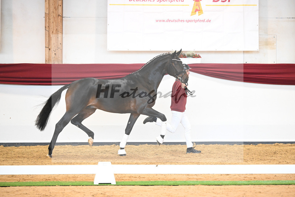 Kat-Nr. 17 v. Despacito_Gestuet Greim_66221750 | hf-fotografie - Realisiert mit Pictrs.com