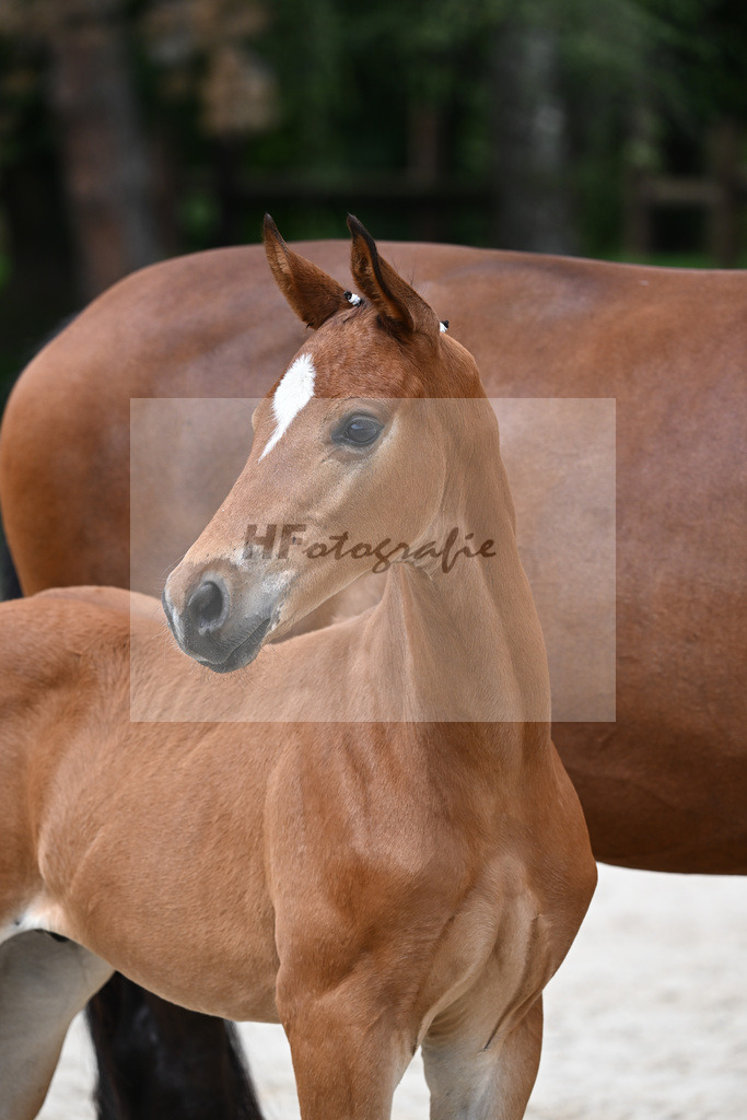 Kat-Nr. 32 HF Be my Dancer_Gut Schornreut Rieder_25230613 | hf-fotografie - Realisiert mit Pictrs.com