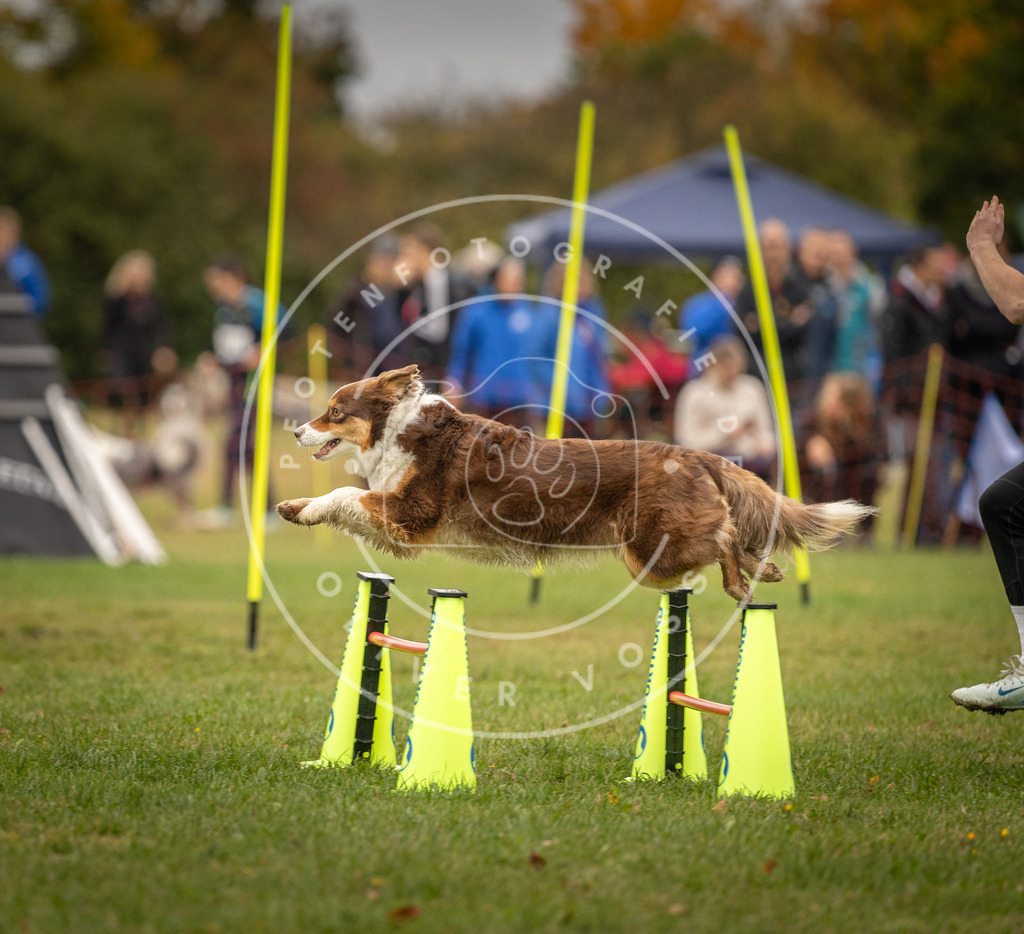 Pfotenfotografie_DV3A6530 | Hundefotografie, Tierfotograf, Pfotenfotografie, Fotoshooting Hund, Hunde Portrait, Hundesport, Hundeportraits, Heideshooting, Hunde, Sportfotograf, Hundefotograf, Turnierhundsport, THS,  - Realisiert mit Pictrs.com