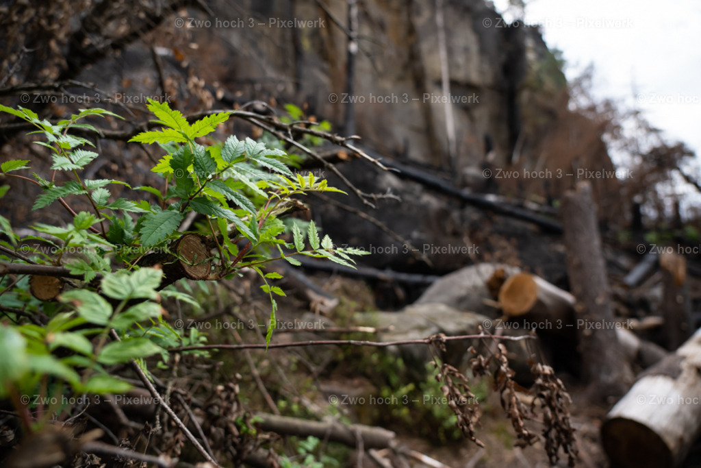 Obere_Affensteinpromenade_Laubblatt_Felswand_Waldbrand | 2022-09-02_Waldbrandgebiete_2 - Realisiert mit Pictrs.com