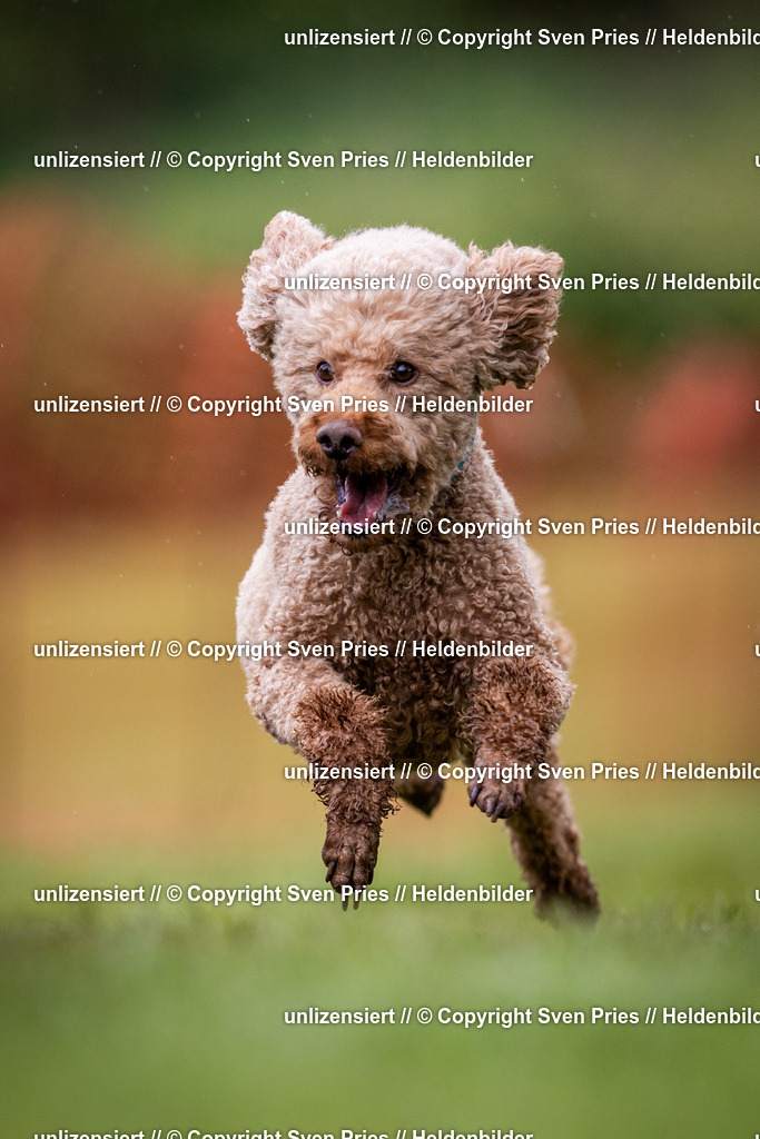 Sven Pries | 2024-04-21 - Hunderennen Baden-Oos
Foto: Sven Pries - Realisiert mit Pictrs.com