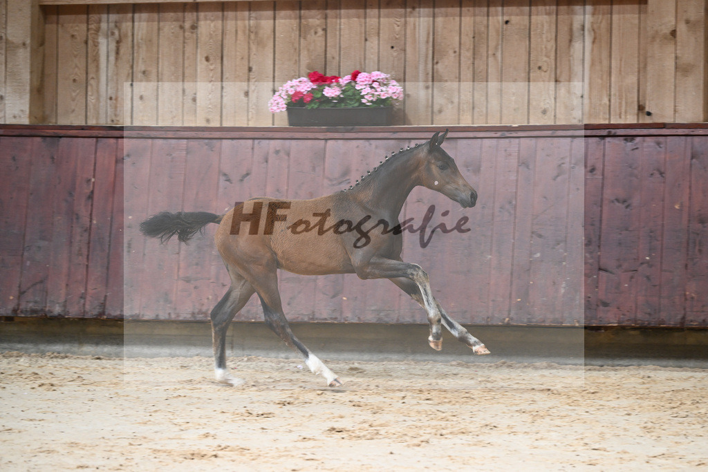 Kat-Nr. 3 HF Shu Fu_Sepp_26230043 | hf-fotografie - Realizzato con Pictrs.com