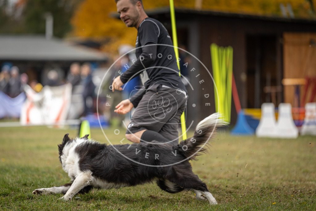 Pfotenfotografie_DV3A7954 | Hundefotografie, Tierfotograf, Pfotenfotografie, Fotoshooting Hund, Hunde Portrait, Hundesport, Hundeportraits, Heideshooting, Hunde, Sportfotograf, Hundefotograf, Turnierhundsport, THS,  - Realisiert mit Pictrs.com