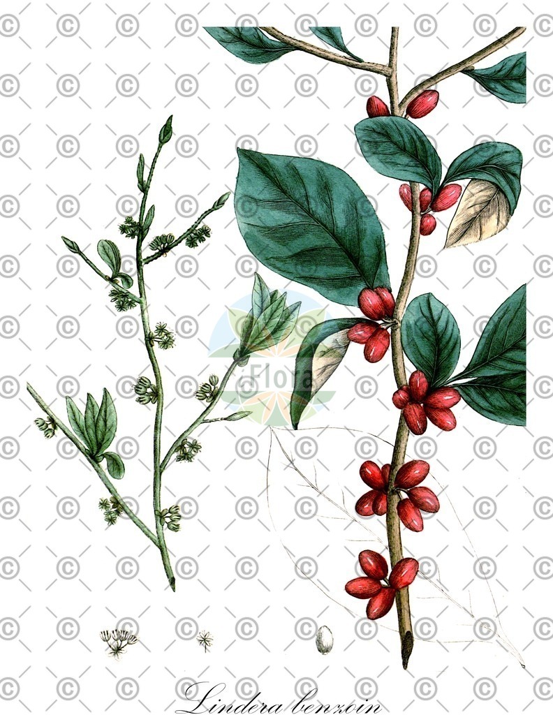 HistAbb_wfo-0001425531_1_ENZY_Simple | Historische Abbildung von Lindera benzoin - Lauraceae | Historical Illustration of Lindera benzoin - Lauraceae (benjamin bush)