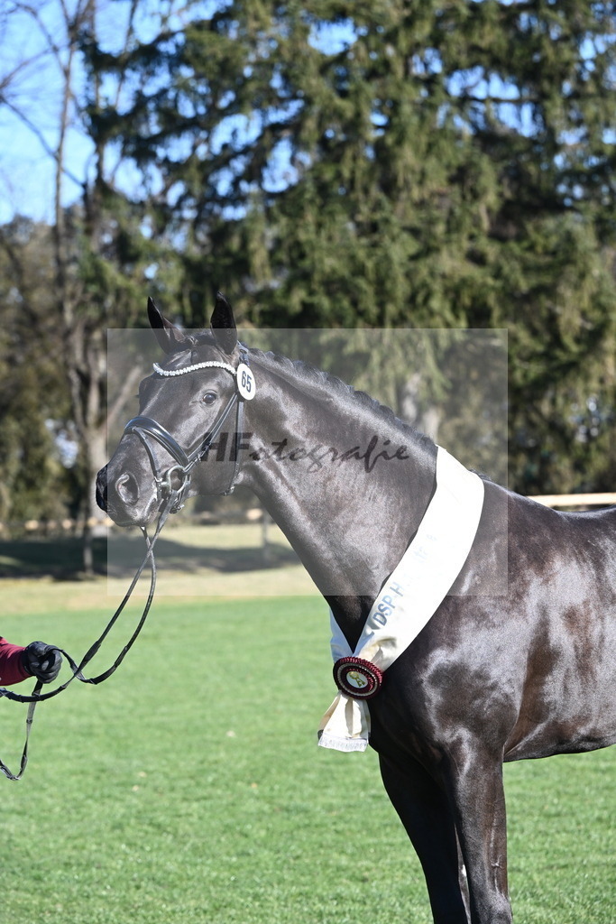 Kat.-Nr. 65 v. Springbank II VH_Reichert_2243381 | hf-fotografie - Realisiert mit Pictrs.com