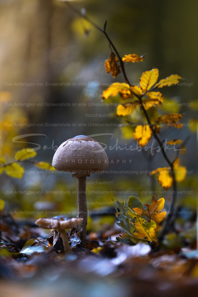 Where Warmth No Longer Reaches | Exklusive Naturfotografie für stilvolle Wanddekoration ★ Premium Wandbilder Made in Germany ✔️ FineArt Drucke & Downloads ✔️ Brillante Farben, höchste Qualität & weltweiter Versand ✔️ - Realisiert mit Pictrs.com