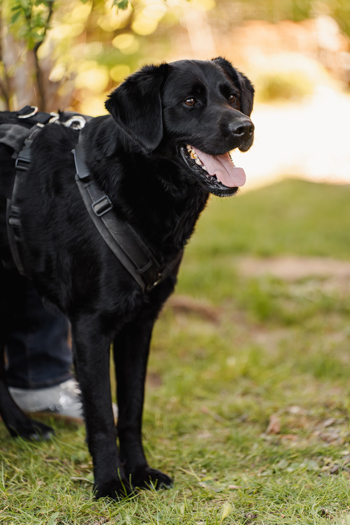 20260426-206 | MuT (Mensch und Tier) mit Mona - Fotografie und Tierkommunikation - Realisiert mit Pictrs.com