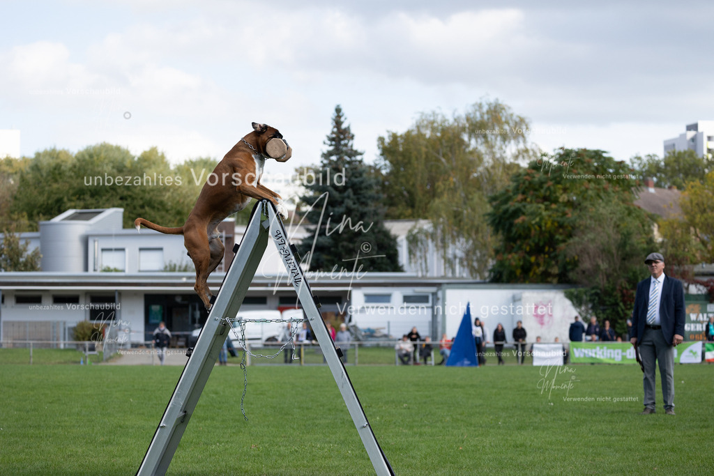 _16A5657 | Einzigartige Fotos von Hunden & Menschen –Actionfotos, Portraits, Vereinsaufnahmen & Paarshootings – authentisch, lebendig & mit Herz.