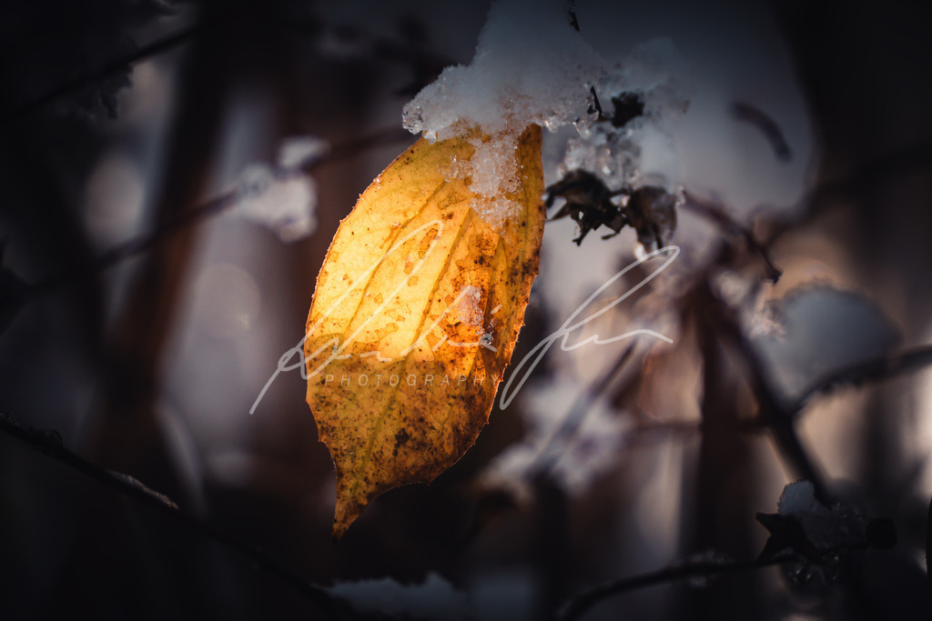 DSC07925 | Photograuer - Realisiert mit Pictrs.com