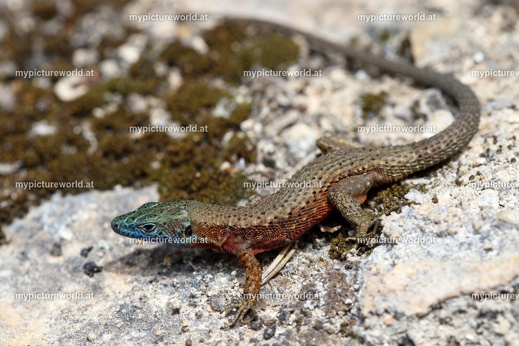 Pracht-Kieleidechse-035 | Das Bilderarchiv über Tiere, Planzen und Landschaften. In der Bilddatenbank finden Sie ein große Auswahl an hochwertigen Bilder für Ihre Werbung - Realisiert mit Pictrs.com