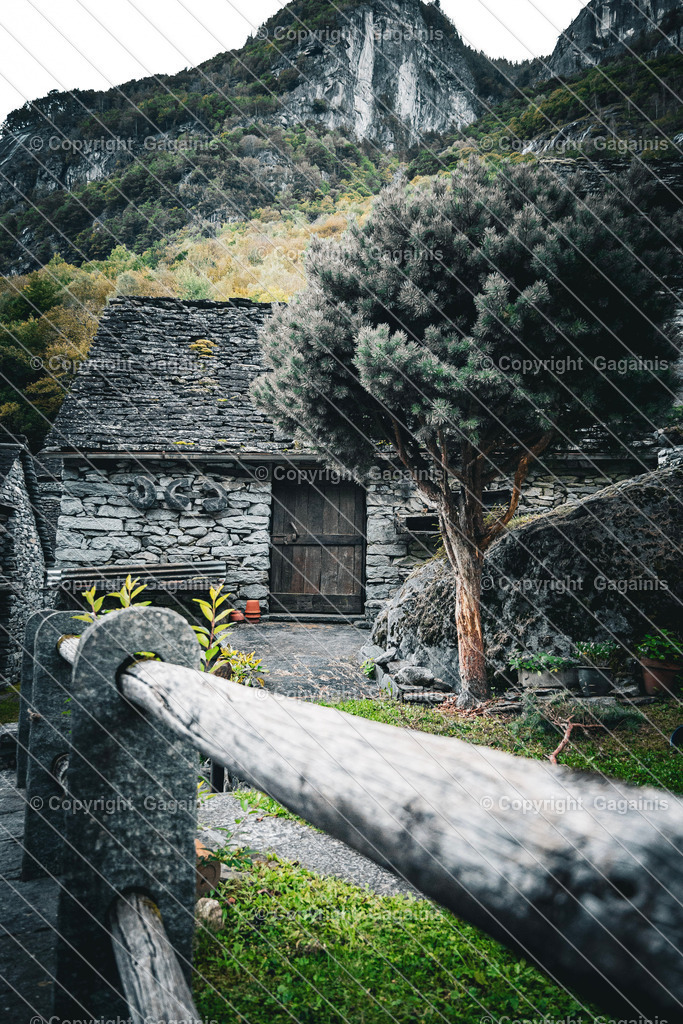 Foroglio Baum | Foroglio ist ein malerisches Bergdorf im Bavonatal im Tessin, Schweiz. Es ist bekannt für seinen beeindruckenden Wasserfall, der rund 80 Meter tief in das Tal stürzt, sowie für seine traditionellen Steinhäuser, engen Gassen und unberührte alpine Landschaft. Das Dorf wirkt wie aus einer anderen Zeit und zieht Natur- und Fotoliebhaber gleichermaßen an.