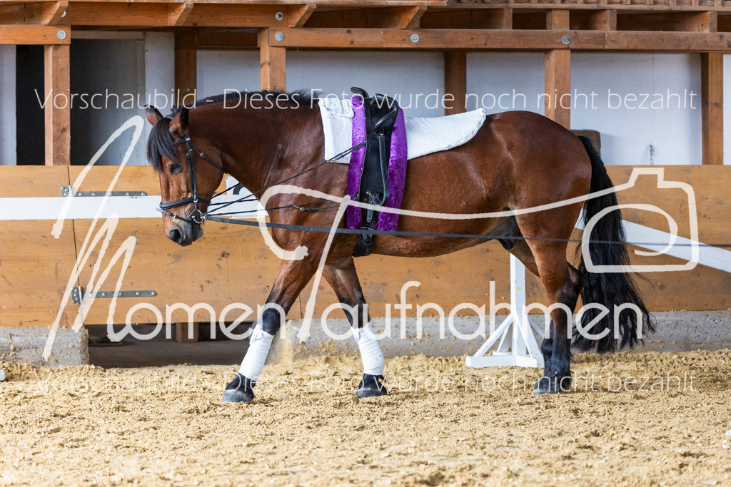 SS-Mini-224 | MomenTaufnahmen Pferdesportfotos