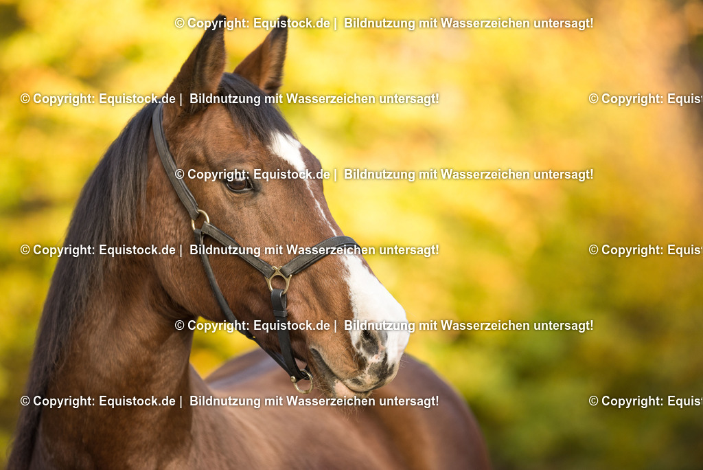 TS_20171103_Portrait_Herbst_0002 | Foto: Thomas Hartig