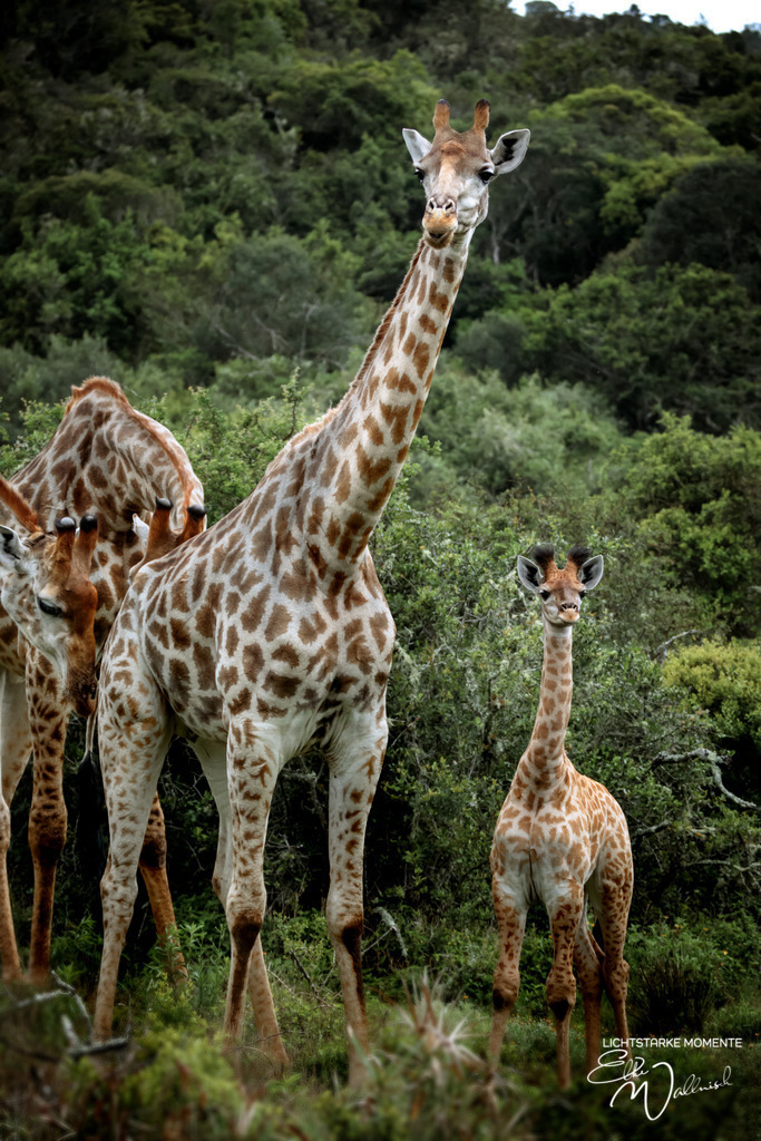 20231010-060206 SOUTHAFRIKA_-1 | Herzlich willkommen auf meiner Seite! Ich bin Elke Wallnisch, Deine Fotografin für lichtstarke Momente. Der Name steht für alles, was mich mit der Fotografie verbindet: Das Licht und seine machtvolle Wirkung auf eine Situation oder unsere Stimmung - Realisiert mit Pictrs.com