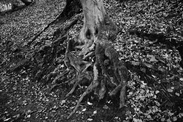 Baum Füße 18 | ARDT Foto Kunst