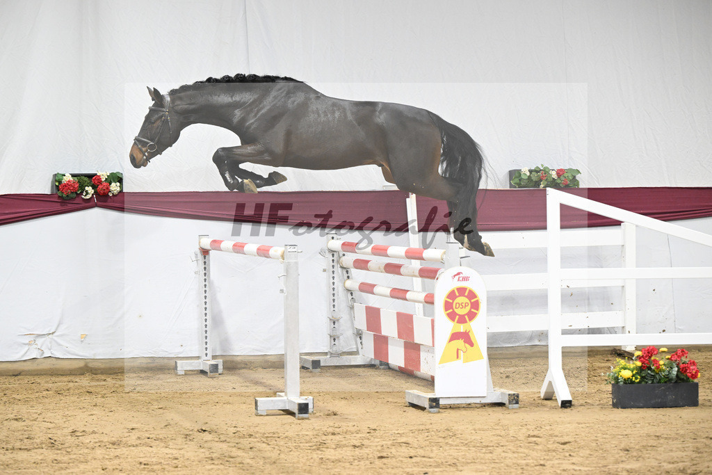 Kat-Nr. 99 Conthalou x Colestus_ZG Erkner_47253210 | hf-fotografie - Realisiert mit Pictrs.com