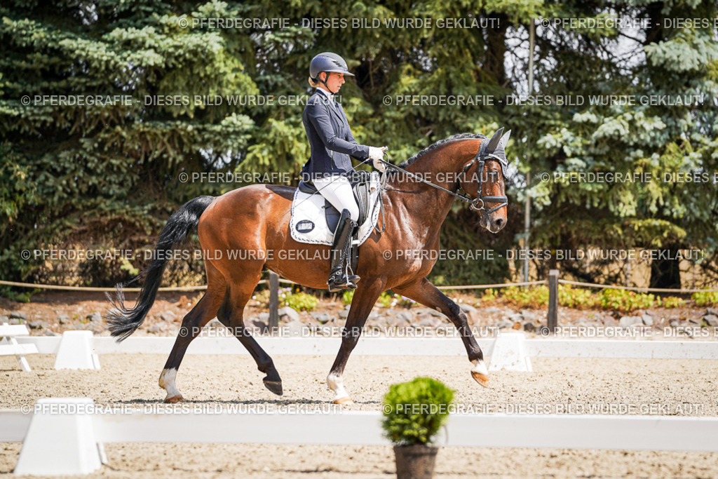 DSC01484 | Pferdegrafie