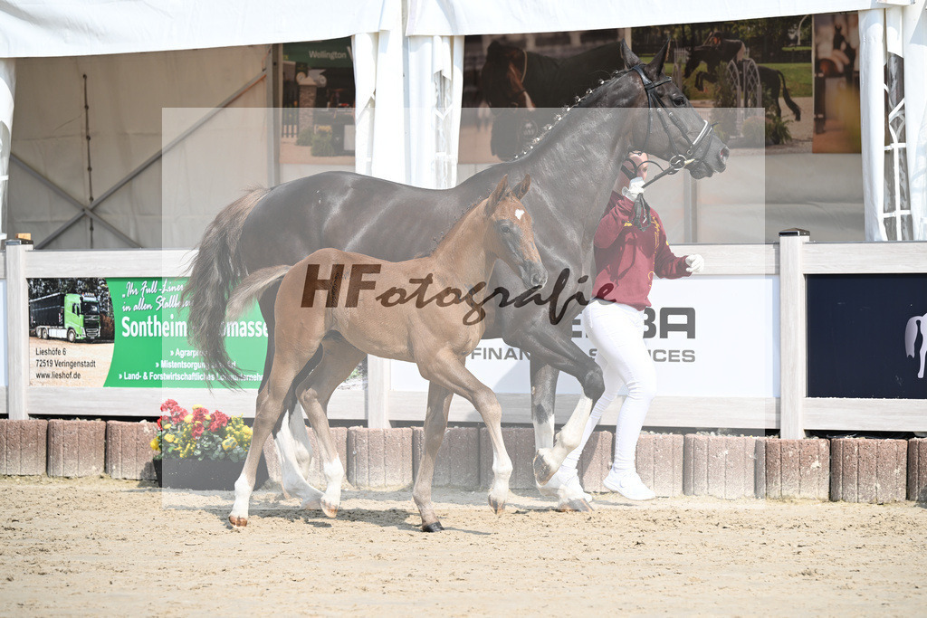 Zirocco Blue x Kannan_HF_Maier_12250164 | hf-fotografie - Realisiert mit Pictrs.com
