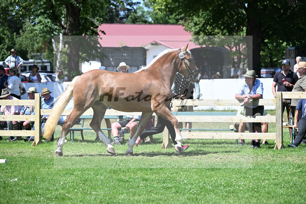 Kat-Nr. 66 Vroni v. Variano_Lindner_18251137 | hf-fotografie - Realizzato con Pictrs.com