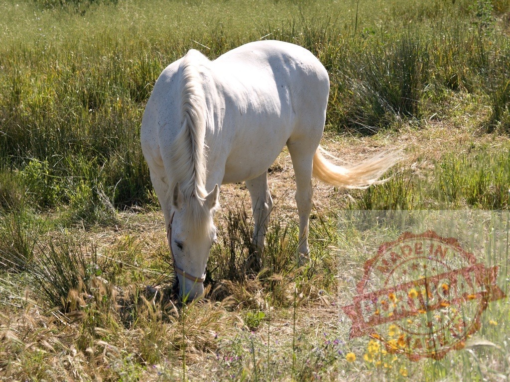 White horse grazing in green spring pasture | White horse grazing on fresh green grass in a field outdoors - Realized with Pictrs.com
