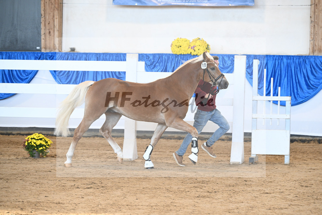 Kat-Nr. 19 Stelius v. Status Quo_Reiser_48250368 | hf-fotografie - Realisiert mit Pictrs.com