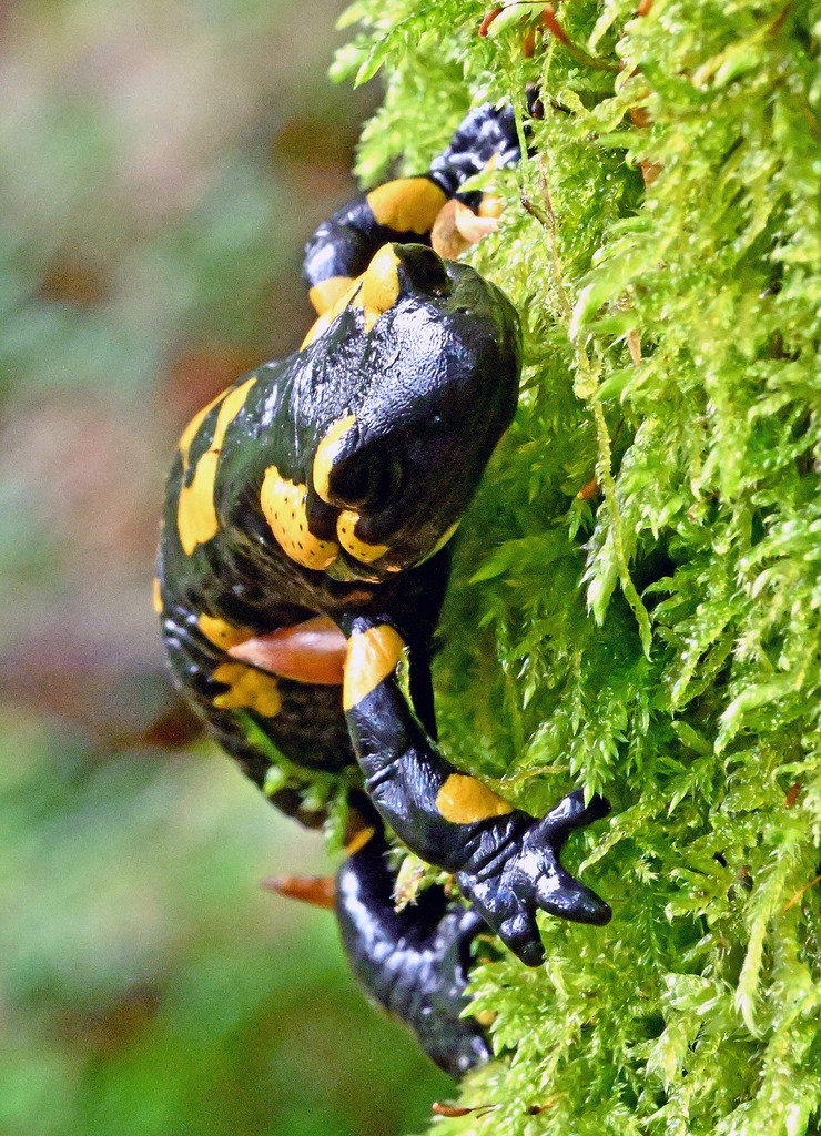 Salamander09h | lucisnaturbilder - Realisiert mit Pictrs.com