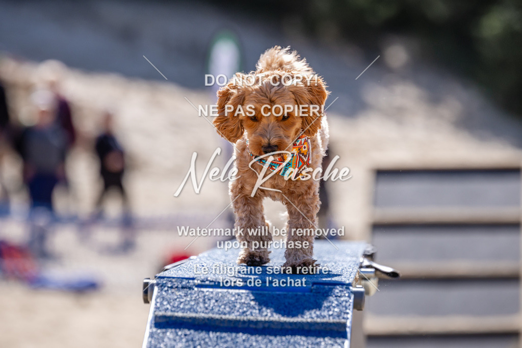 NR__1268 | nelerasche