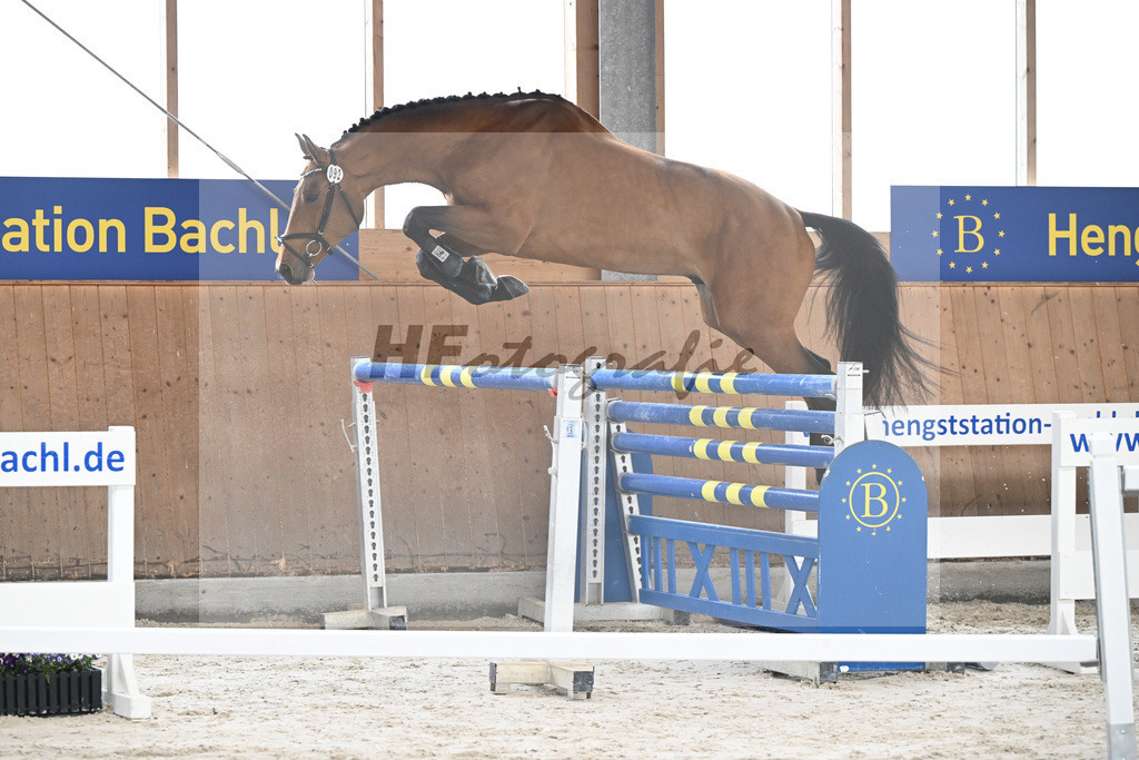 Kat-Nr. 92 C-Simba v. Camargo_Juenger GbR_5251605 | hf-fotografie - Realisiert mit Pictrs.com