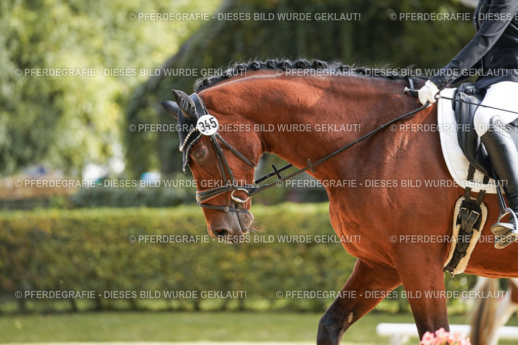 DSC04408 | Pferdegrafie