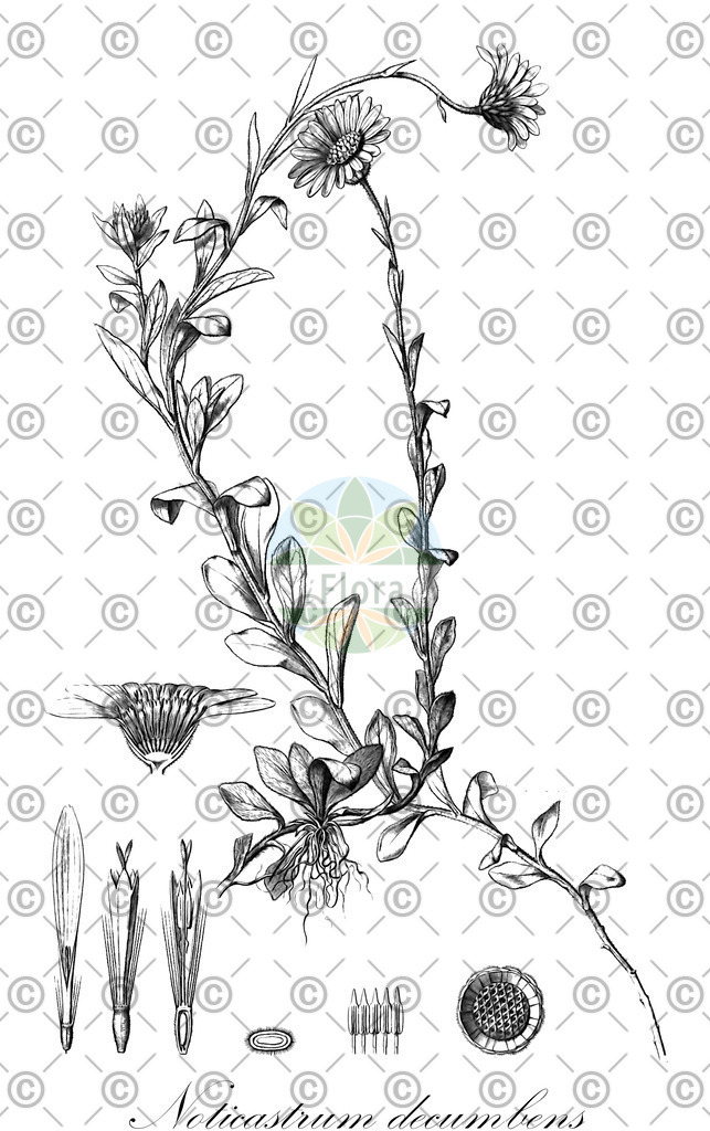 HistAbb_wfo-0000509848_1_ENZY_Simple | Historische Abbildung von Noticastrum decumbens - Asteraceae | Historical Illustration of Noticastrum decumbens - Asteraceae