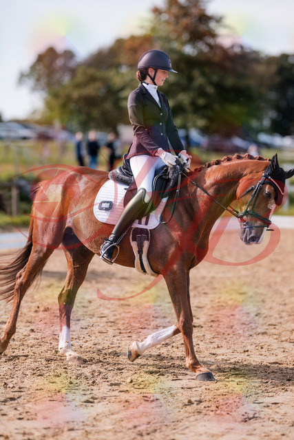 2026_10_03_Siefer-Hof_133105_Z81_84400581 | Professionelle Reitsport-, Turnier- und Eventfotografie von Robert Broda. Galerien mit ausgewählten und bearbeiteten Bildern direkt online ansehen und bestellen.