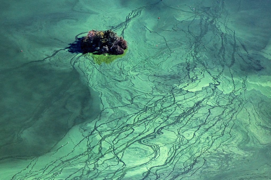 dr__0057369.jpg | WITTENBORN 18.09.2020 Grüne Algenschicht auf der Wasseroberfläche des " Mözener See " in Wittenborn im Bundesland Schleswig-Holstein, Deutschland. // Green layer of algae on the water surface " Moezener See " in Wittenborn in the state Schleswig-Holstein, Germany. Foto: Daniel Reiter