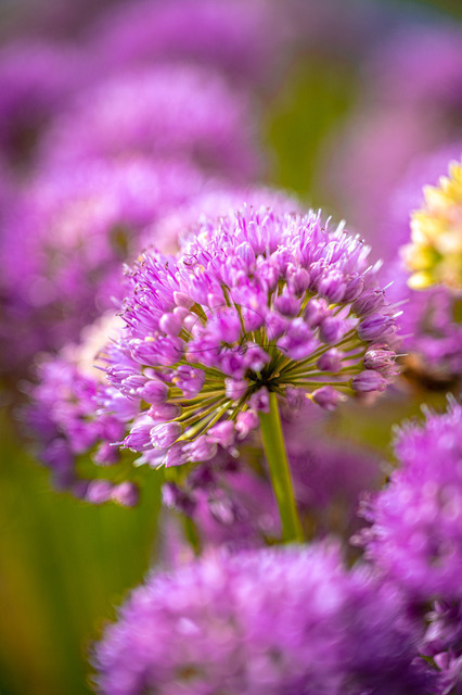 MBF_1716 | Fokussierte lila Blüte vom Zierschnittlauch (Allium schoenoprasum)  mit unscharfem natürlichen Hintergrund, Jena, Thüringen, Deutschland - Realisiert mit Pictrs.com