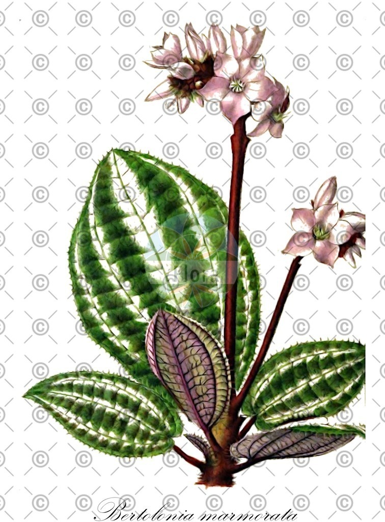 HistAbb_wfo-0001079009_1_ENZY_Simple | Historische Abbildung von Bertolonia marmorata - Melastomataceae | Historical Illustration of Bertolonia marmorata - Melastomataceae