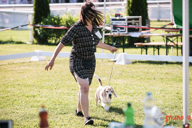 CACIB Aarau | CACIB Aarau, Swiss Dog Show  28062025 Foto: Leo Wyden