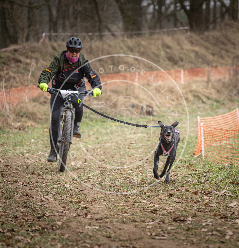 Pfotenfotografie_DV3A5964 | Hundefotografie, Tierfotograf, Pfotenfotografie, Fotoshooting Hund, Hunde Portrait, Hundesport, Hundeportraits, Heideshooting, Hunde, Sportfotograf, Hundefotograf, Turnierhundsport, THS,  - Realisiert mit Pictrs.com